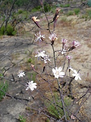 stephanomeria exigua ssp. deanei